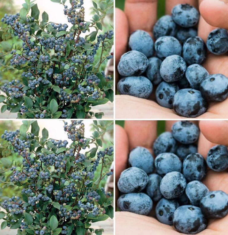 Growing blueberries in pots at home: a super-easy way to always have an endless supply on hand