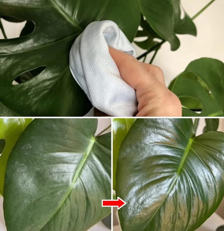 A DIY method for polishing the leaves of your houseplants: it makes them shiny and green and nourishes them