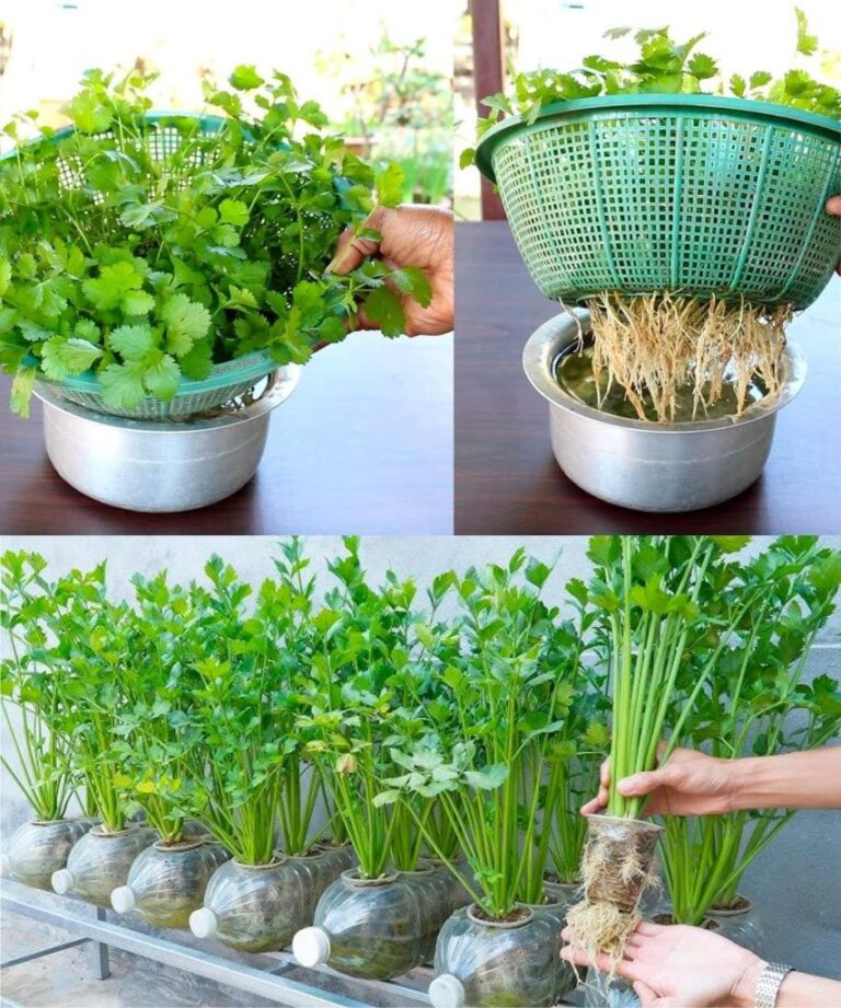 Fresh Cilantro All Year Round! Revolutionary Cilantro Cultivation at Home in Water: A Simple Step-by-Step Guide – Save Money and Enjoy the Aroma!