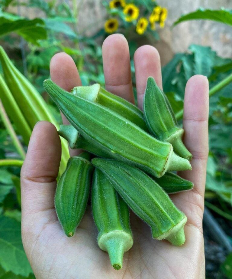 Why do younger men often prefer older women?