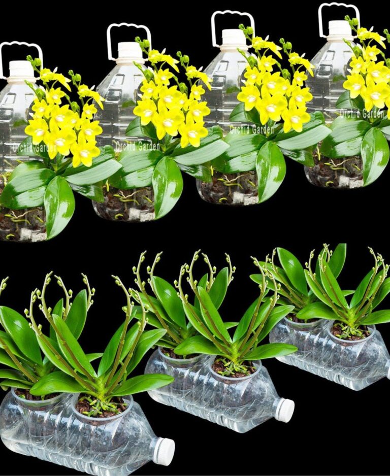 The secret to protecting your orchids: 1 tablespoon is enough