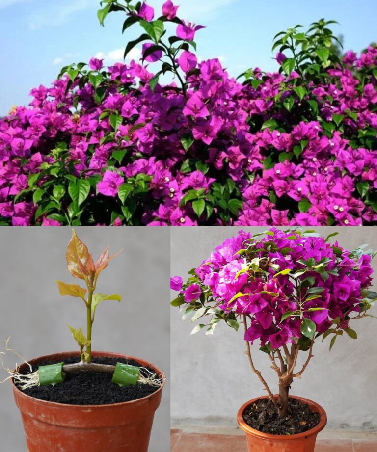 How to Grow Bougainvillea and Get It to Bloom Abundantly