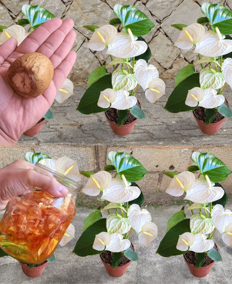 Don’t throw it away—it’s a waste: use it for your balcony and garden plants