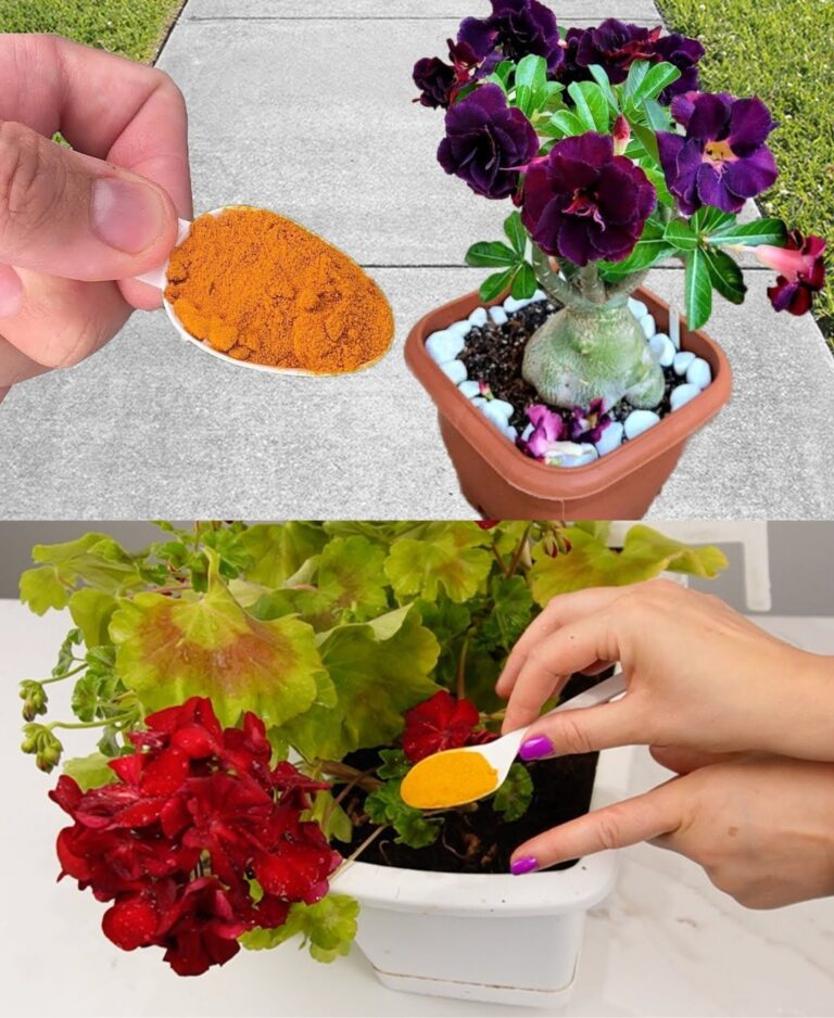 Just one spoonful helps your plants grow faster (all year round)