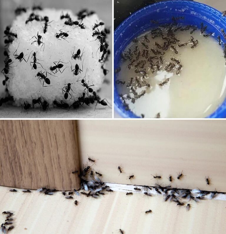 3 effective ways to get rid of ants once and for all: try them just once and forget about the problem forever